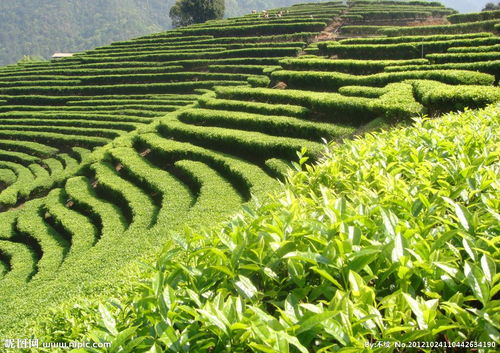 茶叶价格与质量的辩证关系