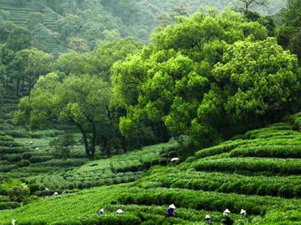 暖春问茶 | 探访隐藏在杭州茶园里的小资民宿