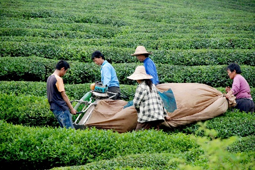 江西婺源 机械化采茶为农民增收添动力