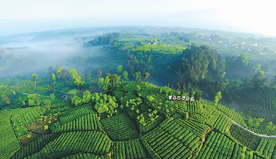 蒙顶山 茶与诗的交响曲