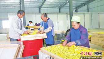 贵州省德江县桶井乡玉竹山乡村旅游建设见闻 装饰品